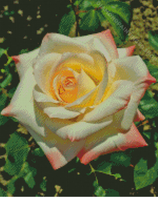 White Princess Diana Roses Diamond Paintings