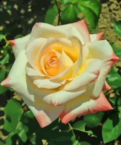 White Princess Diana Roses Diamond Painting