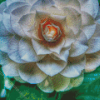 White Camellia Flower Diamond Paintings