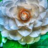 White Camellia Flower Diamond Painting