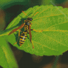 Yellow Jacket Wasp On Leaf Diamond Paintings