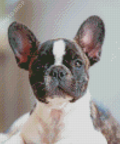 Black And White French Bulldog Face Diamond Paintings