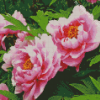 Common Peony Diamond Paintings