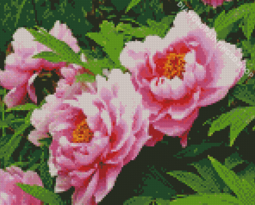 Common Peony Diamond Paintings