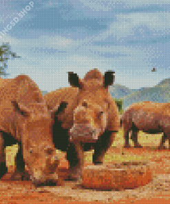 Rhinos Kruger Park South Africa Diamond Paintings