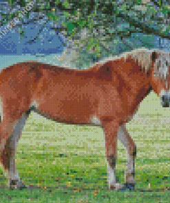 The Haflinger Horse Animal Diamond Paintings