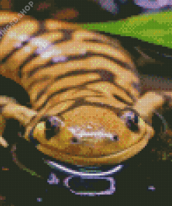 Tiger Salamander Diamond Paintings