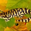 Tiger Salamander Amphibian Diamond Painting