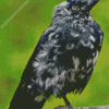 Western Jackdaw Bird Diamond Paintings