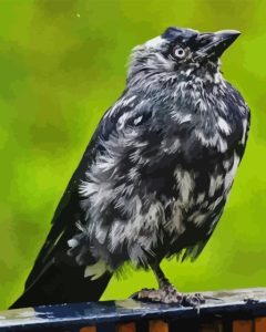 Western Jackdaw Bird Diamond Painting