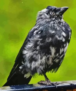 Western Jackdaw Bird Diamond Painting