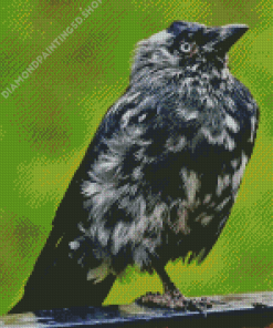 Western Jackdaw Bird Diamond Paintings