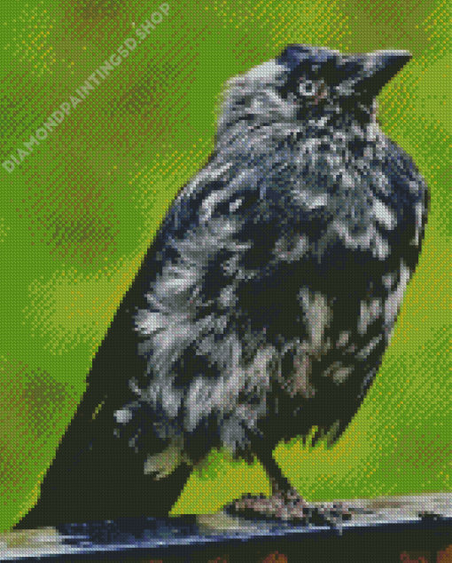 Western Jackdaw Bird Diamond Paintings