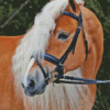 Wild Haflinger Horse Diamond Paintings