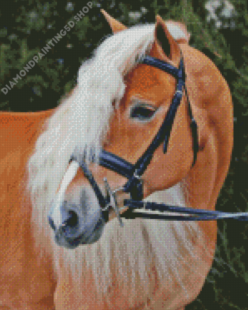 Wild Haflinger Horse Diamond Paintings