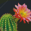Cactus Flower Diamond Paintings
