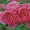 Pomponella Fairy Tale Roses Diamond Paintings