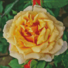 Yellow Fairy Tale Rose Diamond Paintings