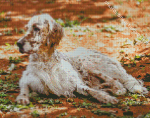 English Setter Sitting Diamond Painting