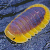 Yellow Isopod Diamond Painting