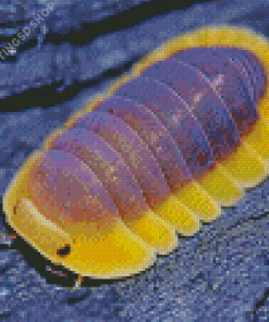 Yellow Isopod Diamond Painting