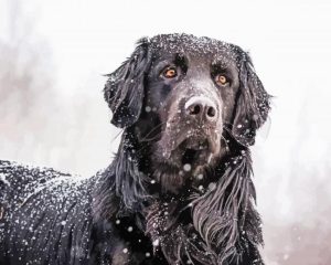 Black Golden Retriever In Snow Diamond Painting