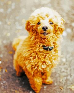 Brown Corgi Poodle Dog Diamond Painting