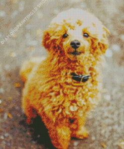 Brown Corgi Poodle Dog Diamond Painting