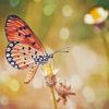Peachy Butterfly Diamond Painting
