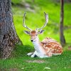 Resting Deer Animal Diamond Painting