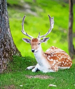 Resting Deer Animal Diamond Painting