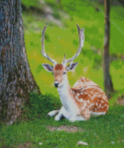 Resting Deer Animal Diamond Painting