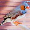 Zebra Finch Bird Diamond Painting