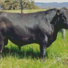 Aberdeen Angus diamond paintings