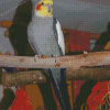 Cool Cockatiel Parrot Diamond Painting