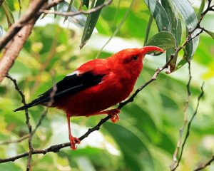 Kauai Bird Diamond Painting