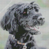 Black Portuguese Water Dog Diamond Painting