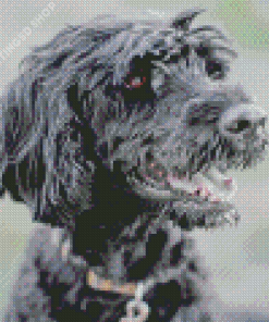 Black Portuguese Water Dog Diamond Painting