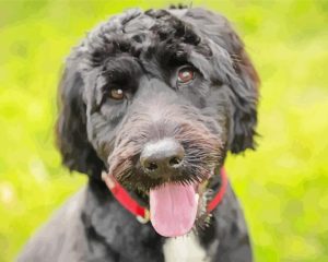 Black Portuguese Water Dog Face Diamond Painting