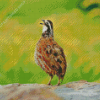 Bobwhite Quail Bird Singing Diamond Painting