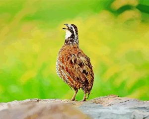 Bobwhite Quail Bird Singing Diamond Painting