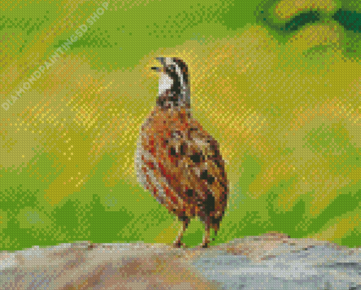 Bobwhite Quail Bird Singing Diamond Painting