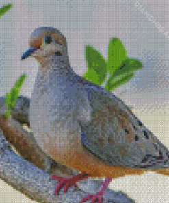 Mourning Dove Diamond Painting