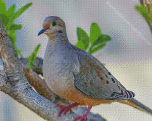 Mourning Dove Diamond Painting