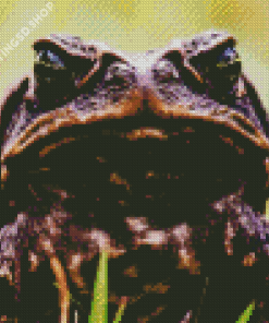 Brown Angry Toad Diamond Painting
