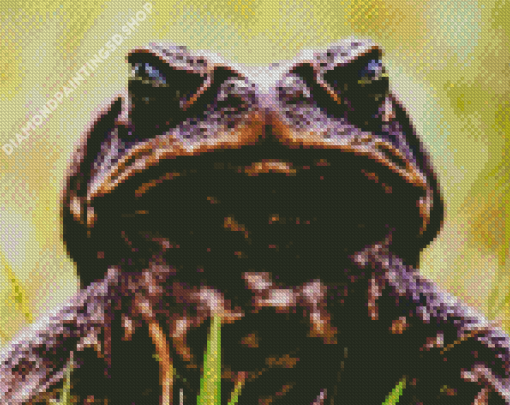 Brown Angry Toad Diamond Painting