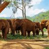 Elephants In Thailand Park Diamond Painting