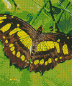 Green Black Butterfly Diamond Painting