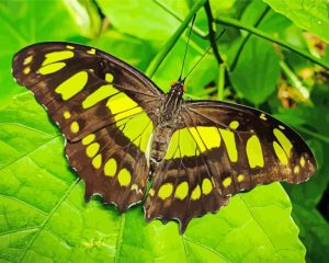 Green Black Butterfly Diamond Painting