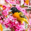 Baltimore Oriole And Pink Blossoms Diamond Painting